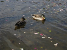 Ducks in the Fountain 2.JPG